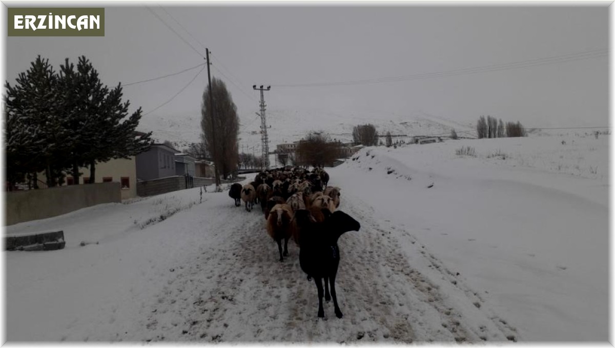 Kar yağışı koyun sürülerine zor anlar yaşattı