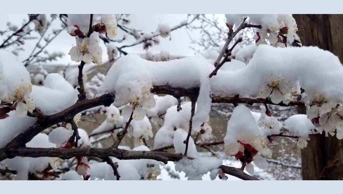 Kar yağışı meyve ağaçlarını üşüttü