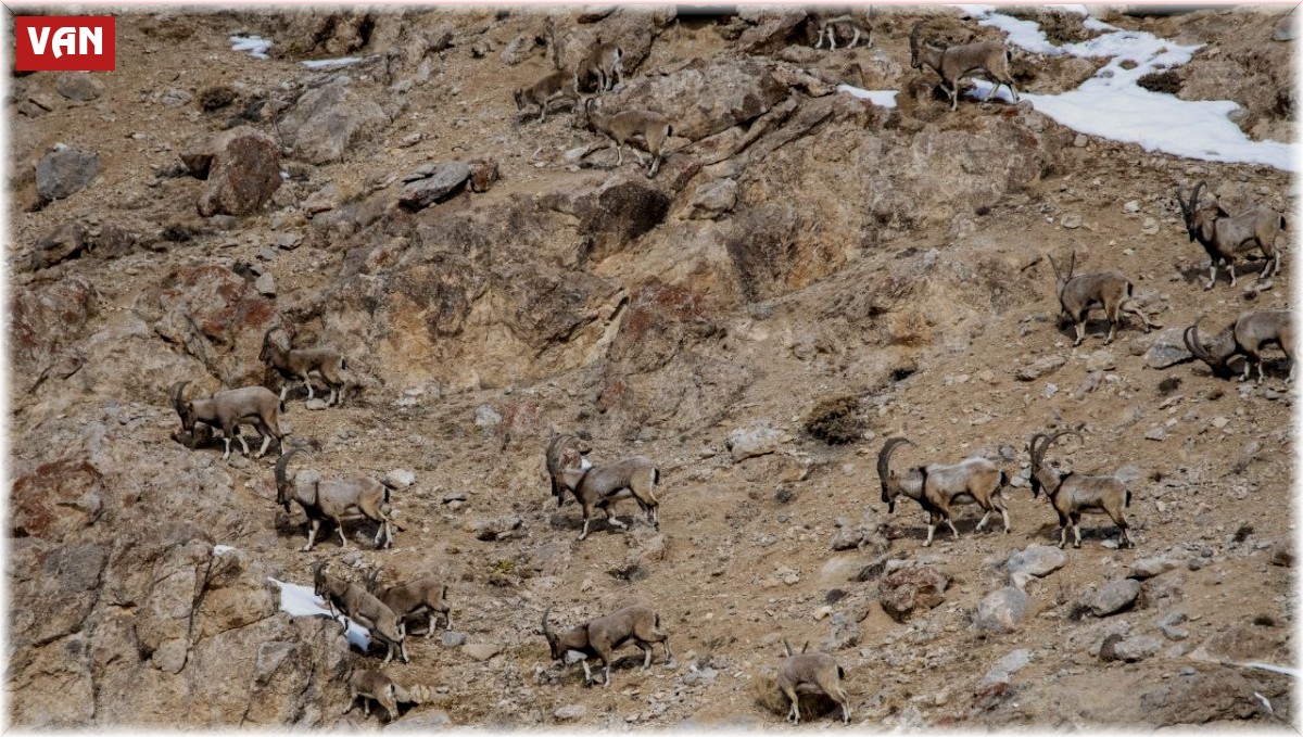 Kara avcılığı geçici süreliğine yasaklanınca yaban keçileri yola kadar indi