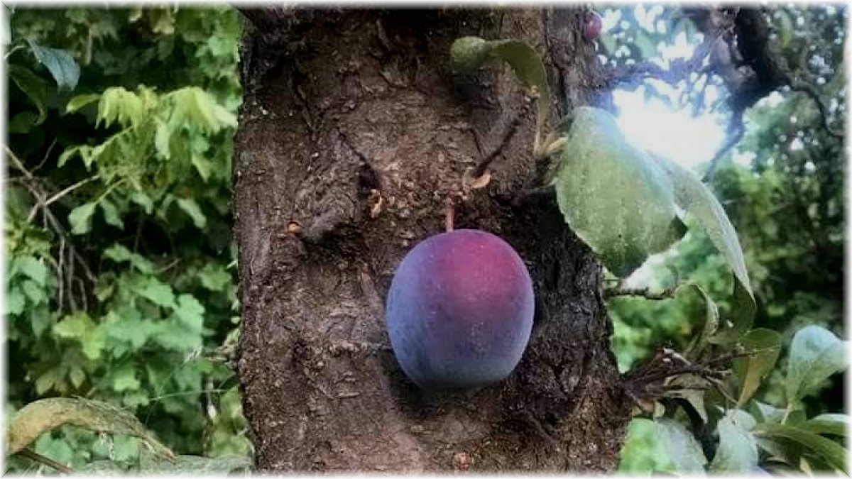 Kara erik meyvesi ağacın dalında değil, gövdesinde çıktı