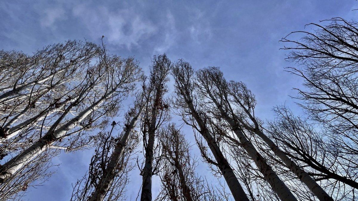 Kara hasret kalan Ağrı'da ağaç kökleri dondu