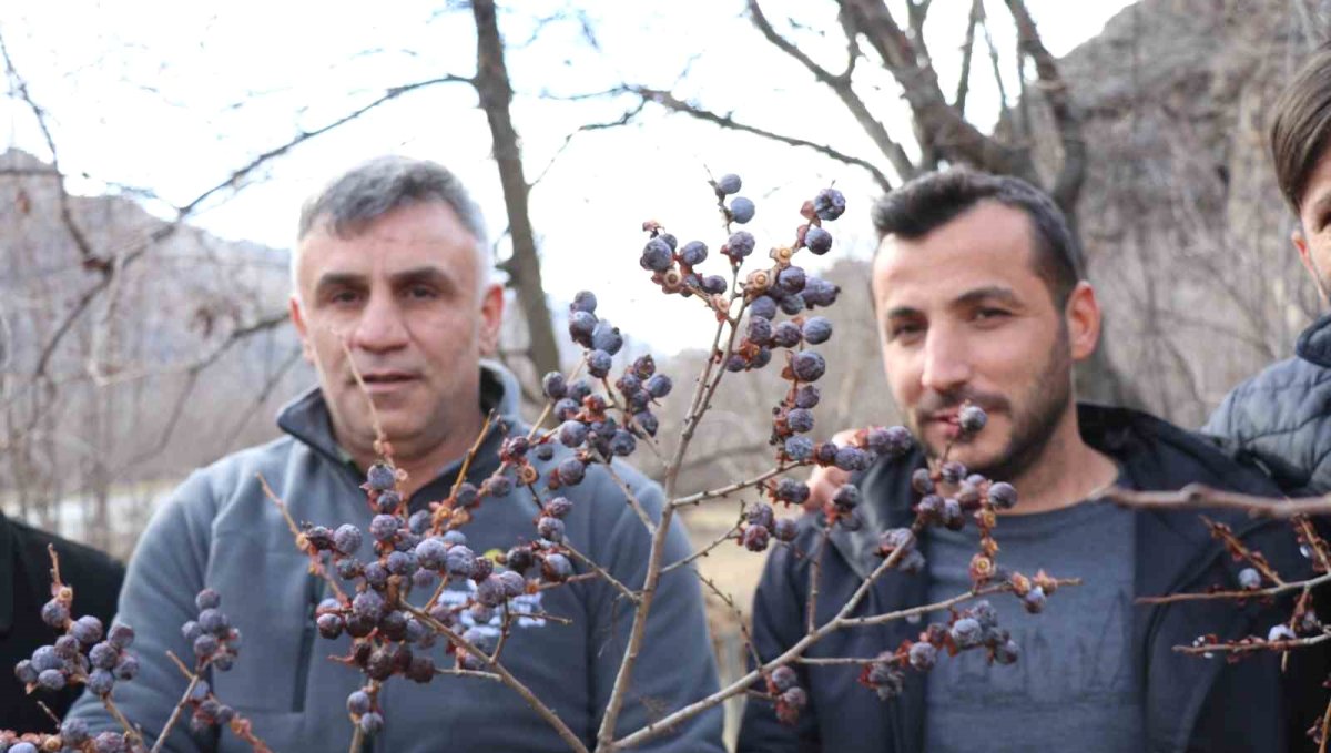 Kara hurmayı Şubat ayında dalından yiyorlar