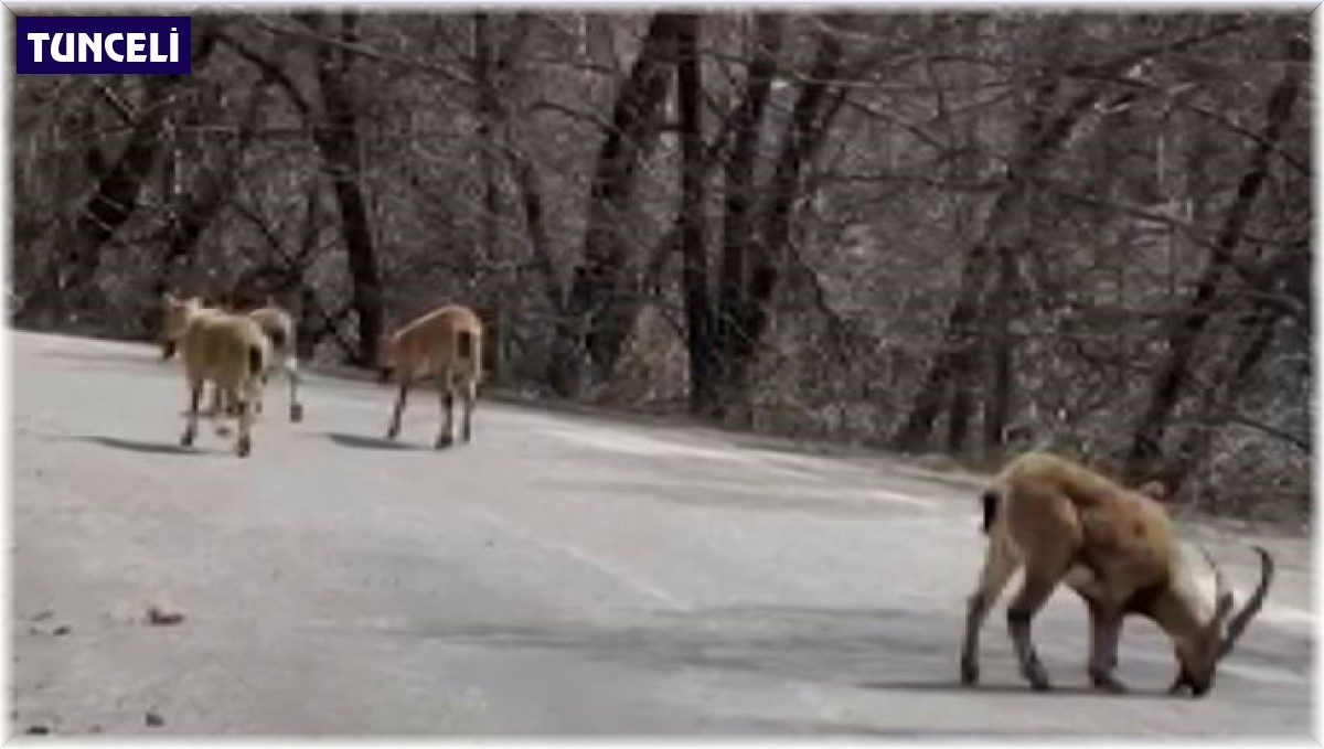Kara yoluna dökülen tuz, hem insan hem de yaban hayatını tehlikeye atıyor