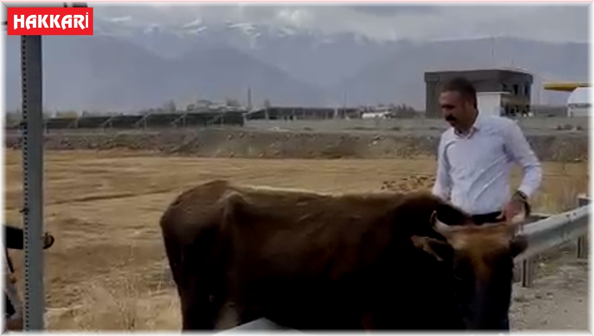 Kara yolundaki bariyerde mahsur kalan inek kurtarıldı