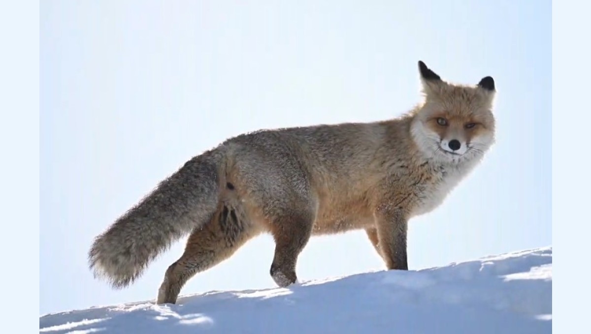 Kara yolunun kenarına yuva yapan tilkiler, fotoğrafçıların gözdesi oldu