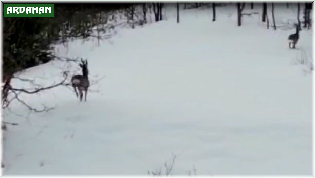 Karacaların kaçışı dron kamerasına yansıdı