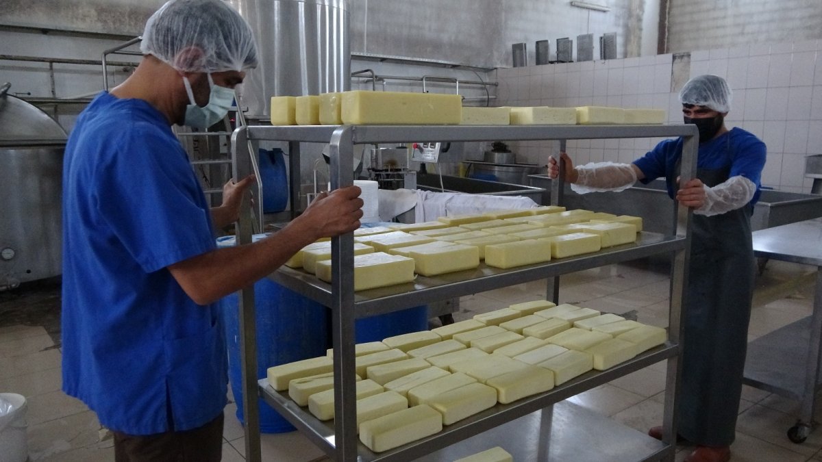 Karadeniz'in mıhlama peynir ihtiyacı Muş'tan