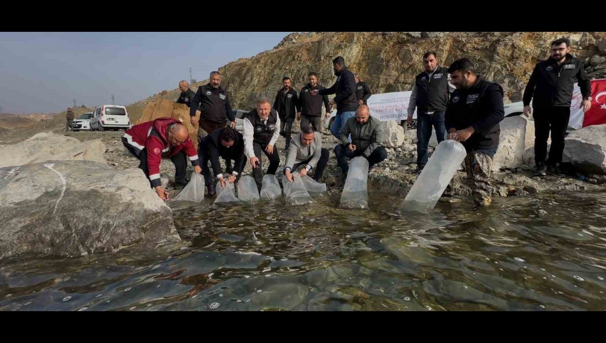 Karakaya Baraj Gölü'ne 420 bin yavru balık bırakıldı