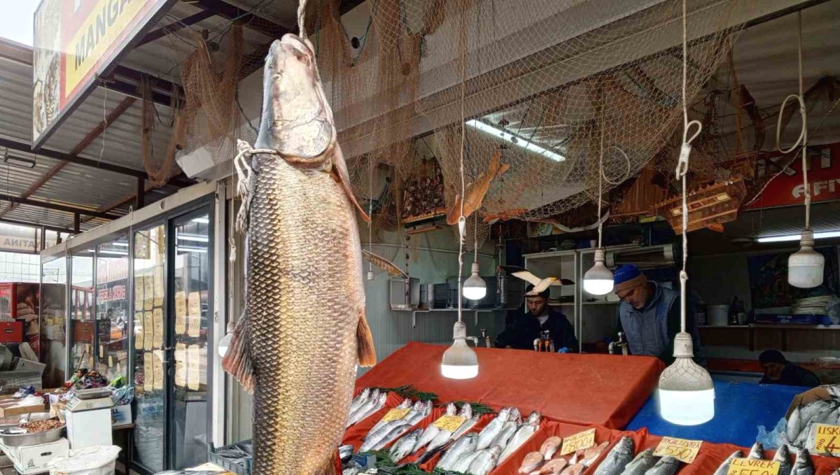Karakaya Barajı'nda yakalanan 42 kiloluk turna balığı ilgi gördü