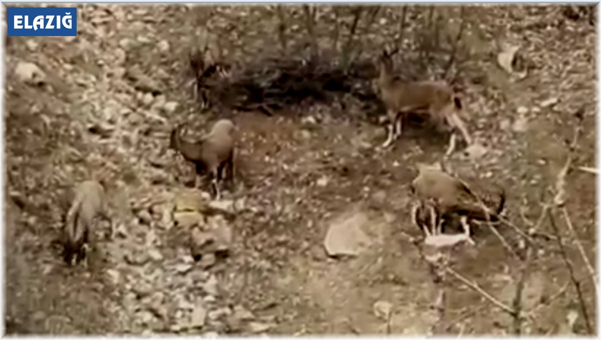 Karakoçan'da dağ keçileri sürü halinde görüntülendi