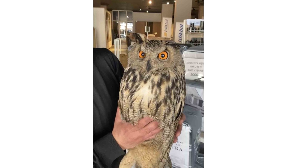 Karakoçan’da kanadı kırık puhu kuşu tedaviye alındı