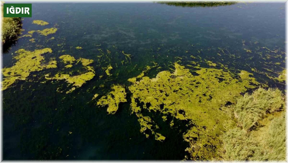 Karasu akarsuyu yosun tuttu