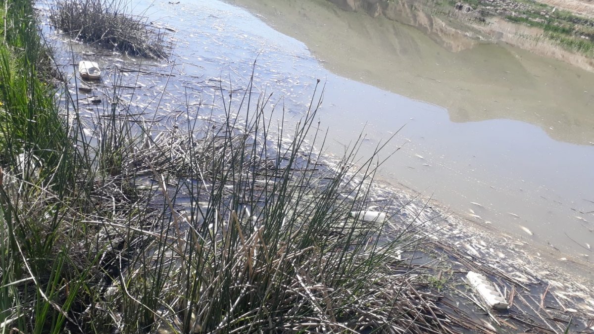 Karasu'da binlerce balık telef oldu