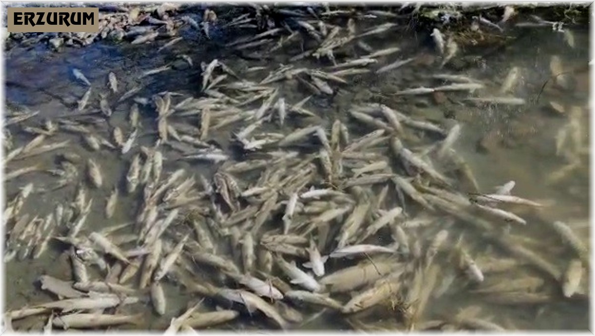 Karasu'da yüzlerce balık telef oldu