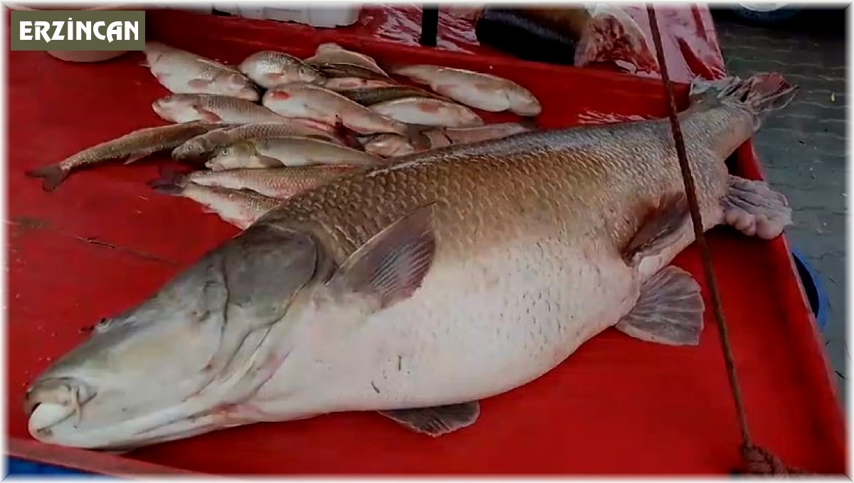 Karasu Nehri'nde 110 kiloluk turna balığı oltaya takıldı