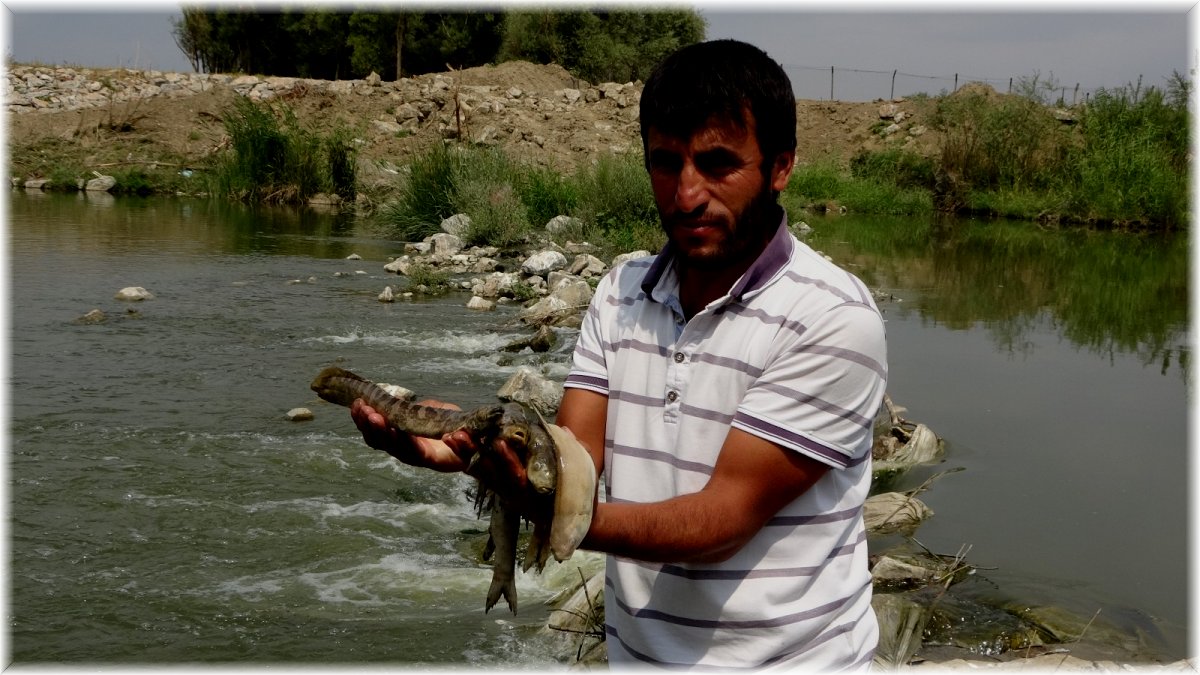Karasu Nehri'nde toplu balık ölümü