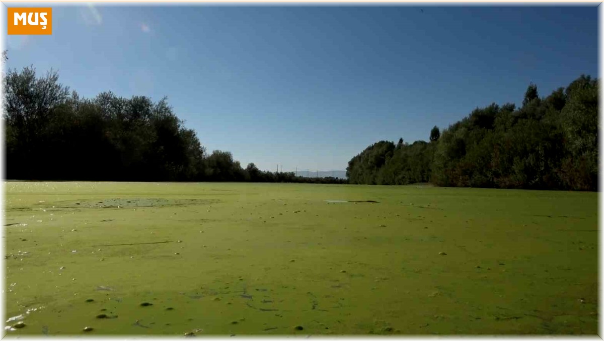 Karasu Nehri yeşile döndü