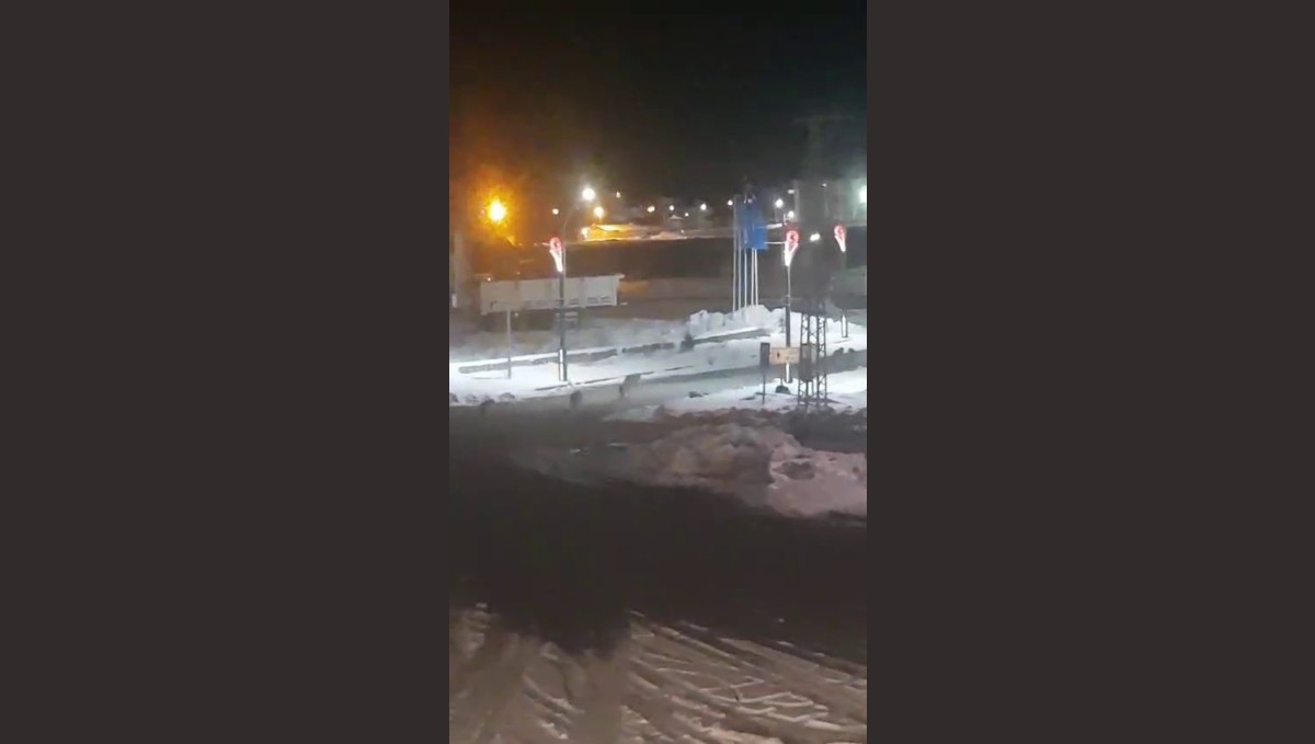 Karayazı'da akşam saatlerinde kurt alarmı