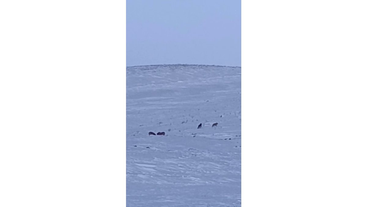 Karayazı'da gündüz vakti kurt saldırısı: Yavru köpek telef oldu