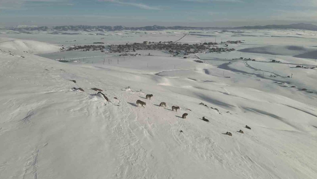 Karayazı'da kurt sürüsü gündüz vakti görüntülendi
