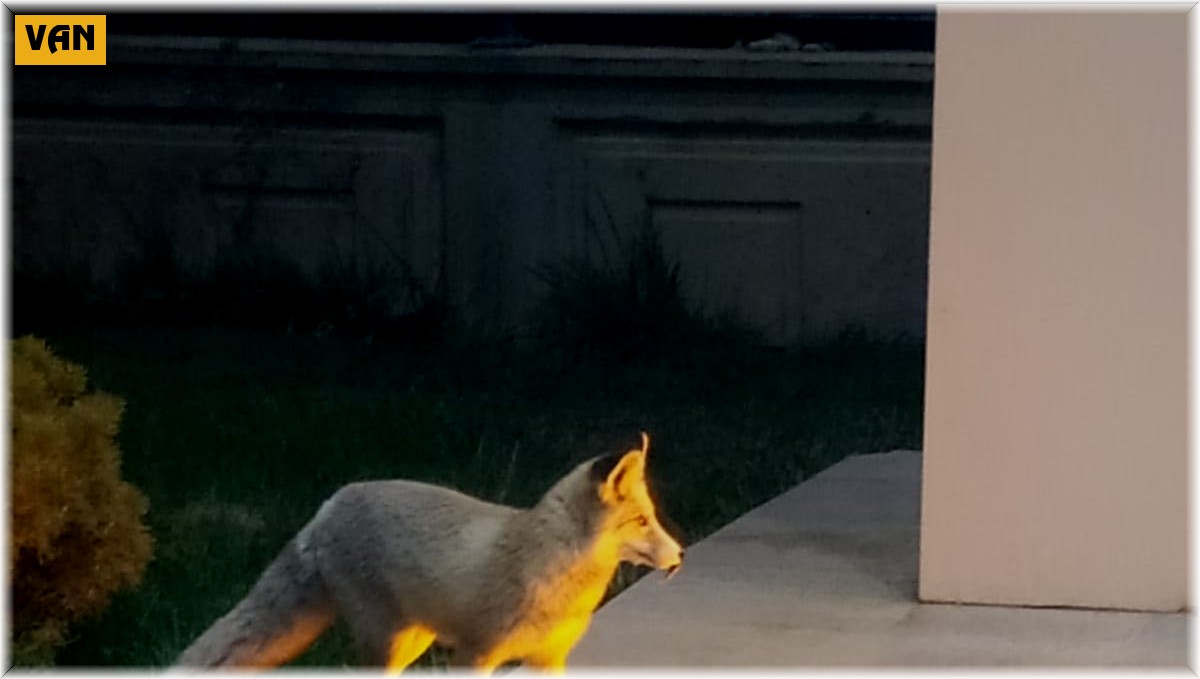 Karayolları yerleşkesini mesken tutan tilki görenleri şaşırtıyor