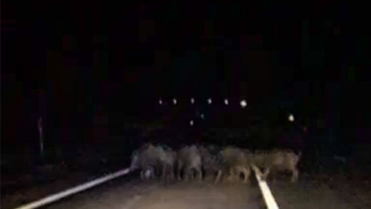 Karayoluna çıkan domuz sürüsü görüntülendi