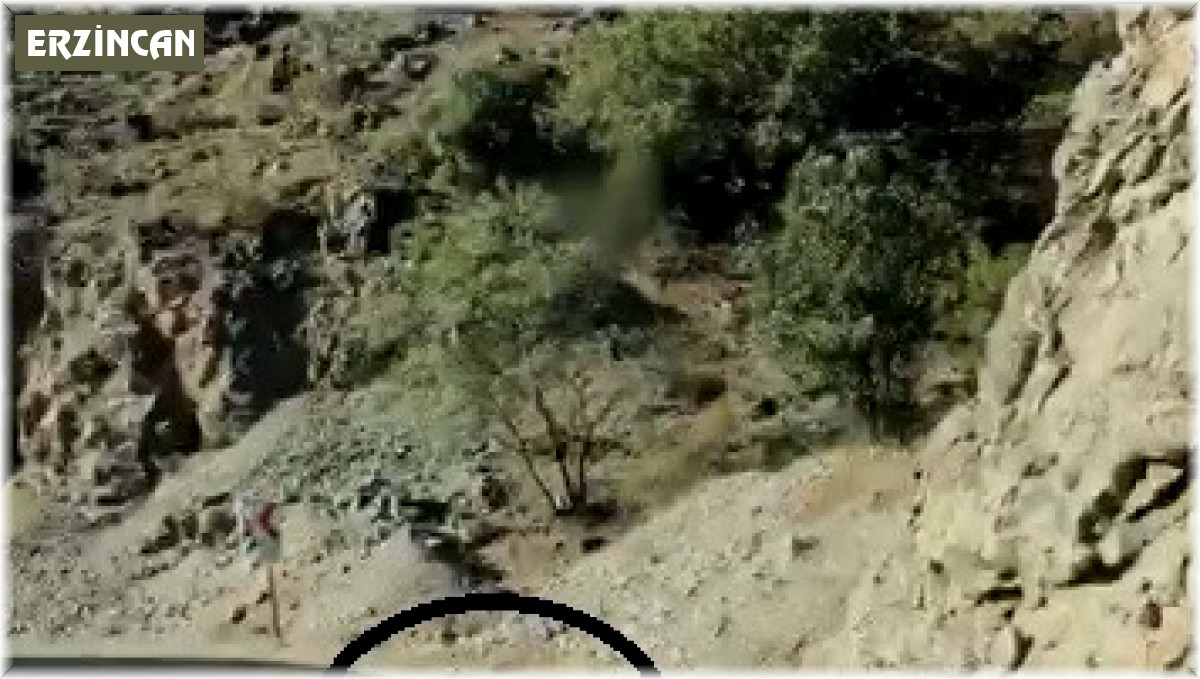 Karayoluna inen kurt cep telefonuyla görüntülendi