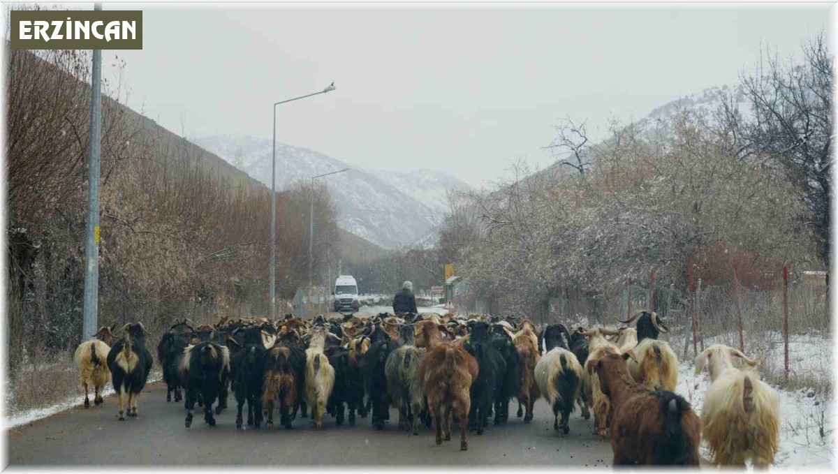 Karayolunda ilerleyen keçi sürüsü ilginç görüntü oluşturdu