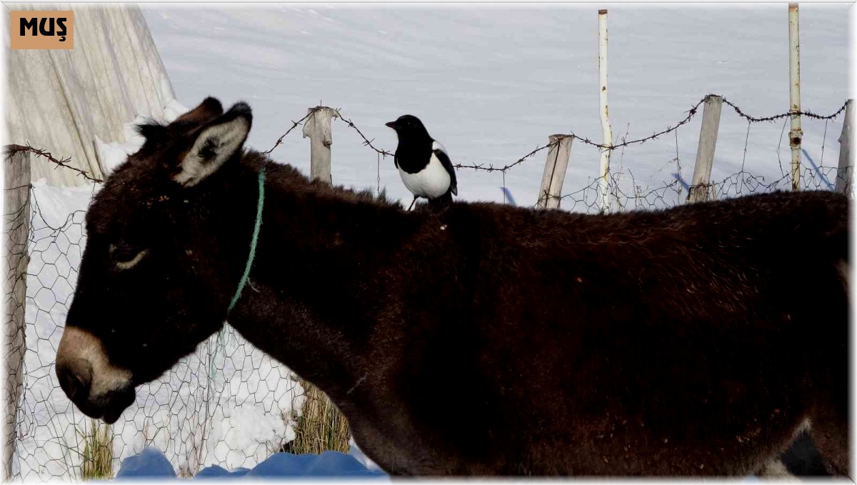 Karda aç kalan saksağan, eşeklerin başına bela oldu