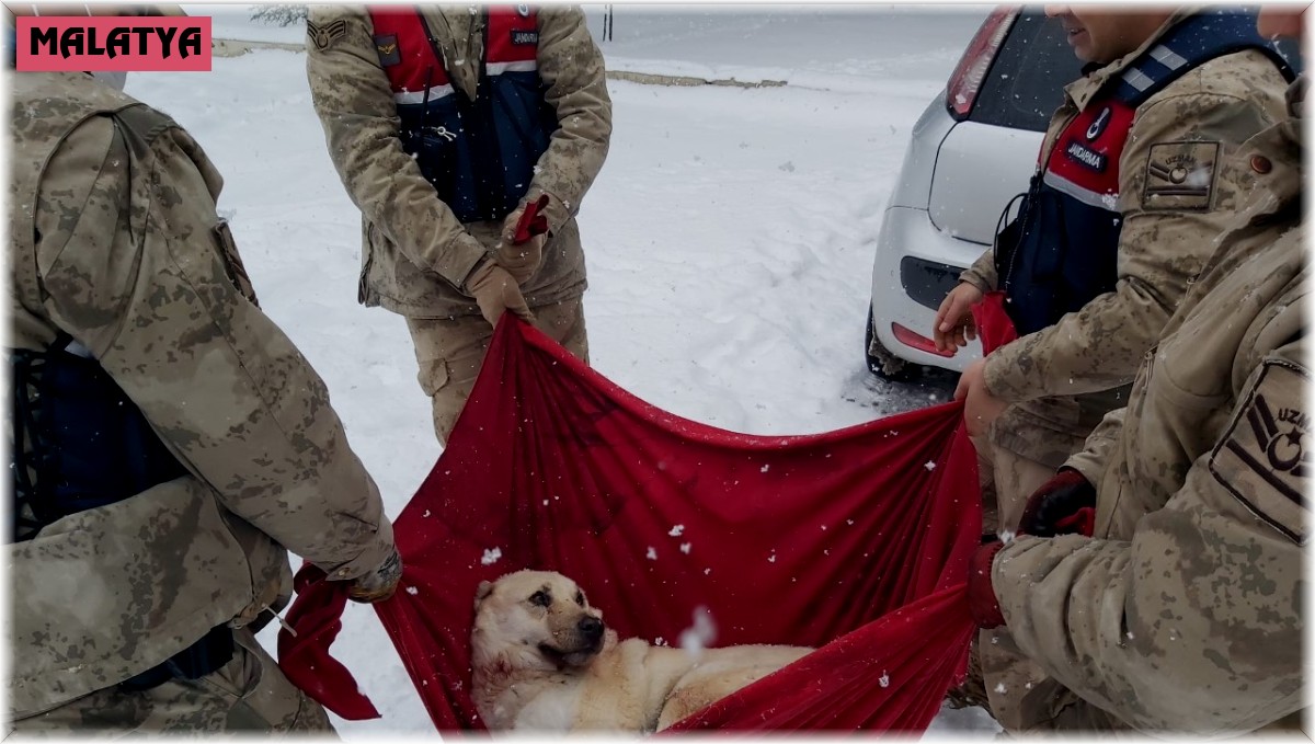 Karda yaralı halde bulunan Köpek'e jandarma şefkati