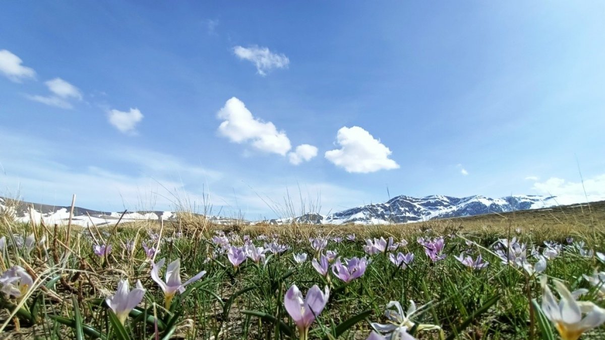 Kardelenlerin karlı dağlarla buluşması görsel şölen sunuyor