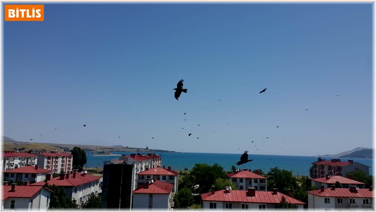 Kargalar Tatvan'ı adeta istila etti