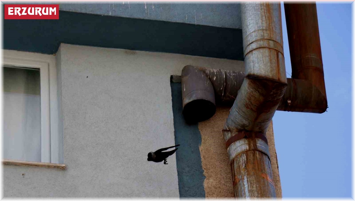 Kargaların baca borusunda yuva yapma seferberliği