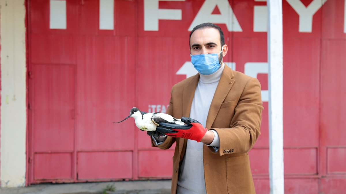 Kargaların saldırdığı "bayağı kılıçgaga" kurtarıldı