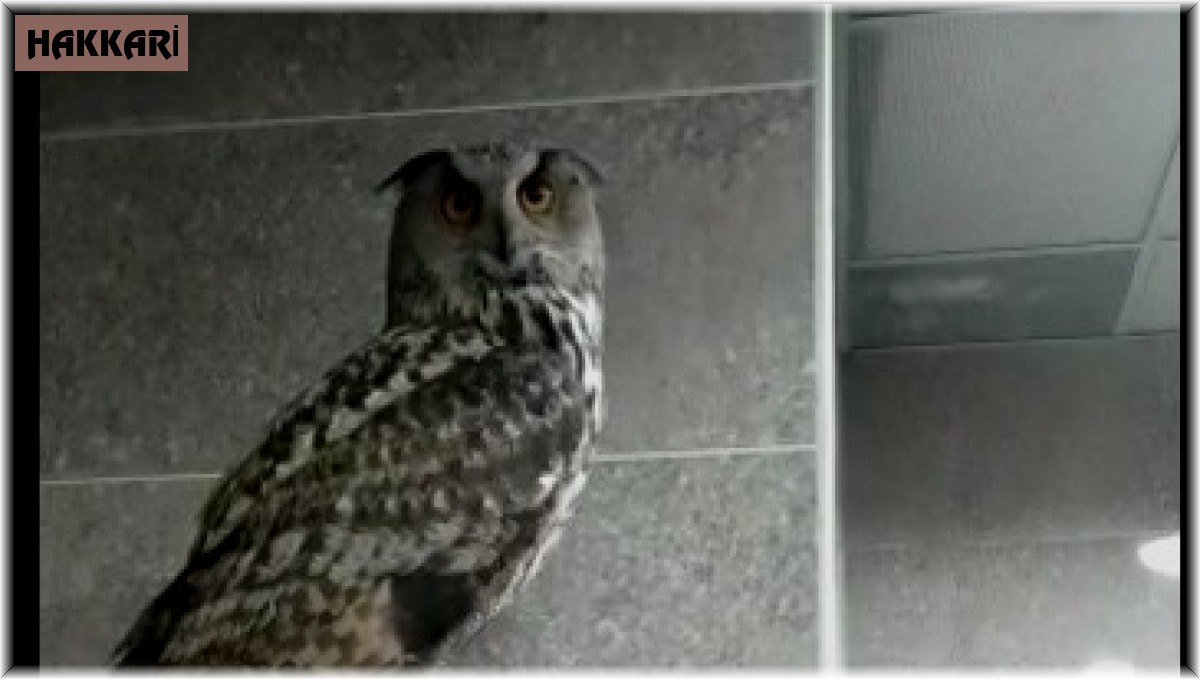 Kargaların saldırdığı baykuş Hakkari Valiliği'ne sığındı