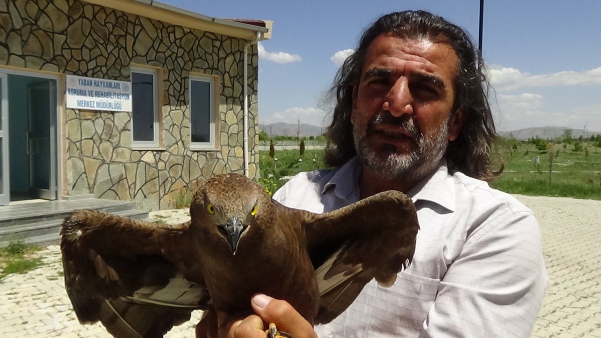 Kargaların yaraladığı Arı Şahinleri tedavi altına alındı