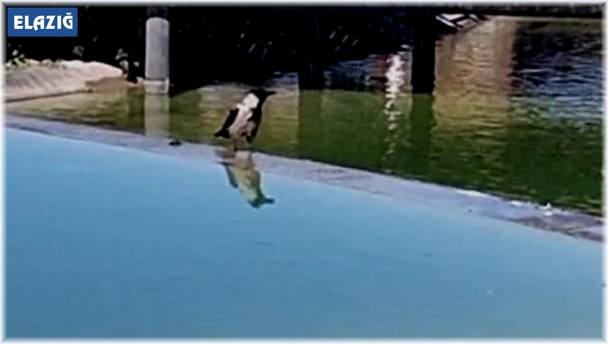 Karganın ağzından çıkanı duyanlar, neye uğradıklarını şaşırdı