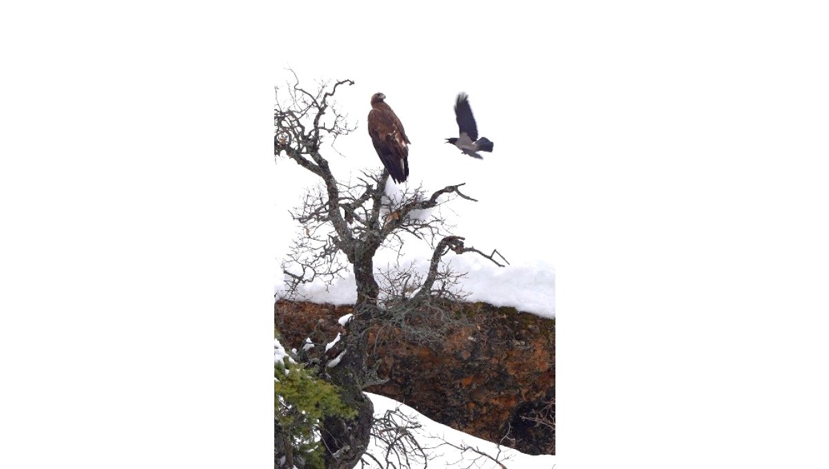 Karganın kartal ile tehlikeli oyunu kamerada