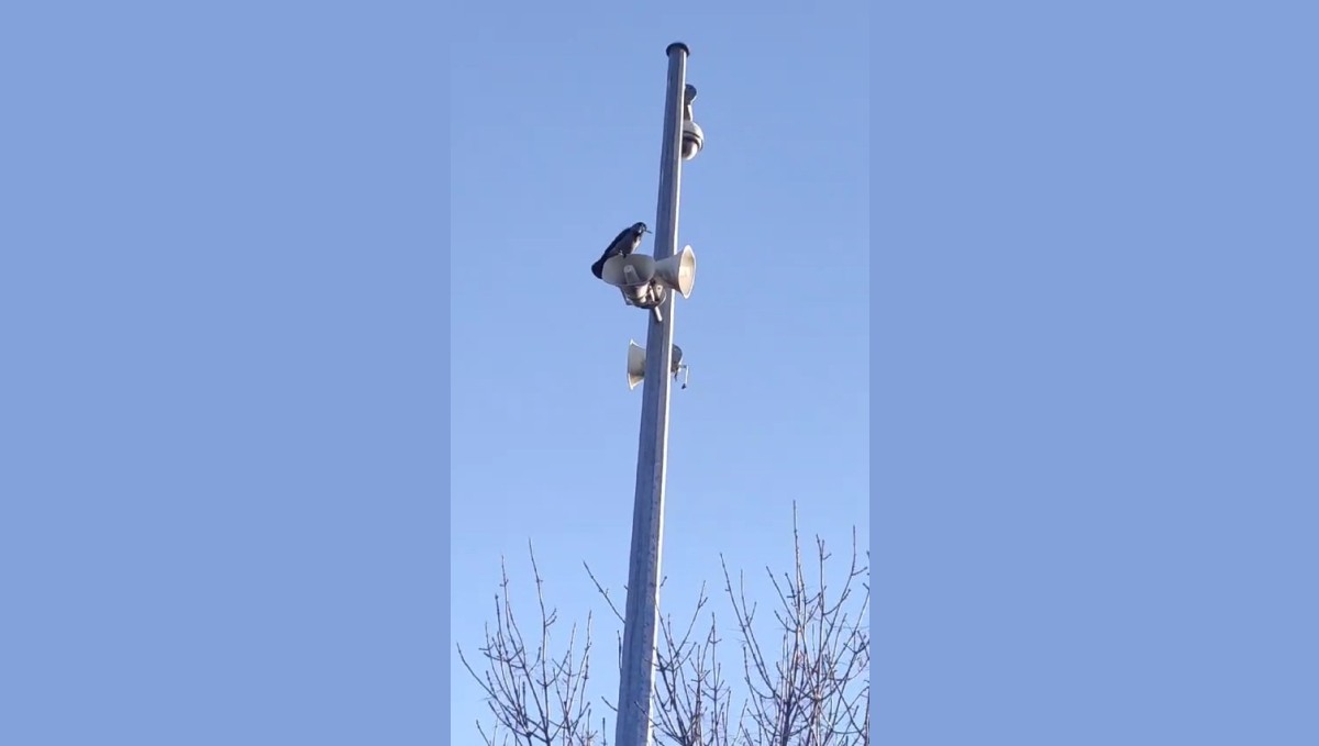 Karganın sesini duyanlar kulaklarına inanamadı: 'Allah' diye bağırıyor