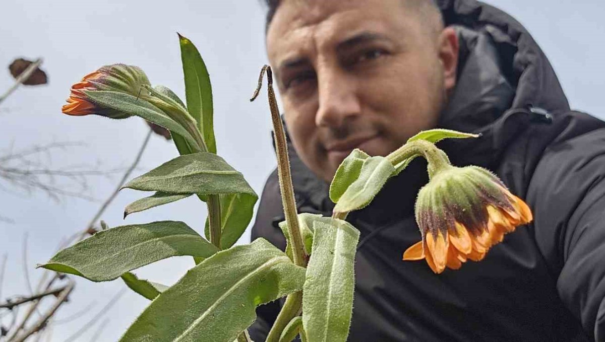 Karın başkenti Bitlis'te şubat sürprizi: Çiçekler karlar arasında açtı