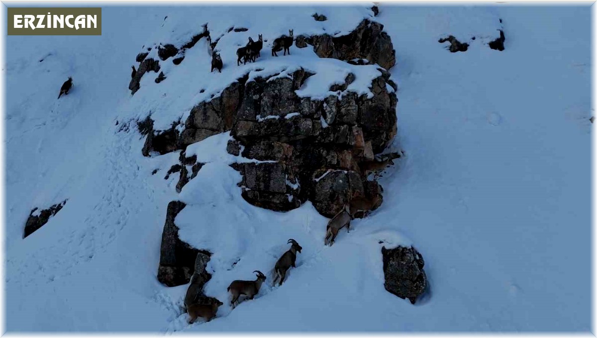Karla kaplanan Munzur Dağlarında sürü halindeki yaban keçileri havadan görüntülendi