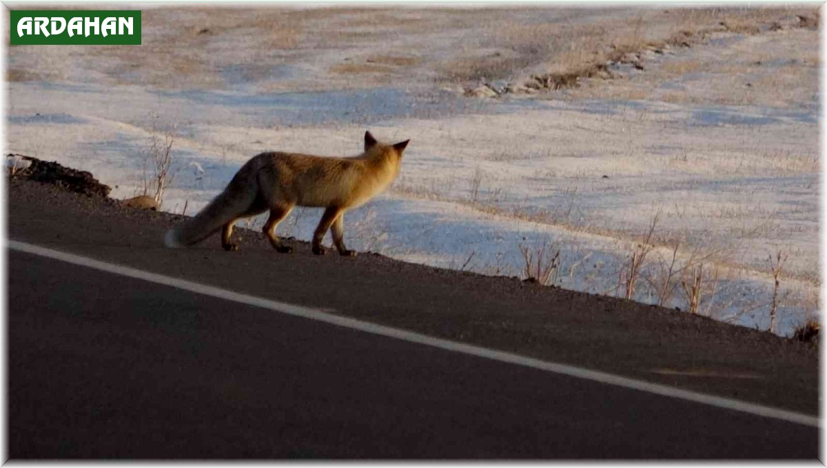 Karla kaplı arazide yiyecek arayan tilki görüntülendi