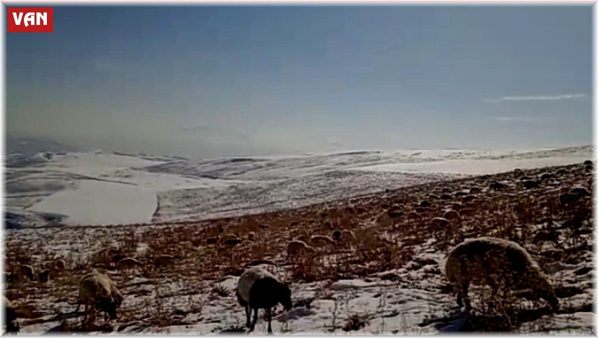 Karla kaplı merada sürülerin otlanması güzel görüntü oluşturdu