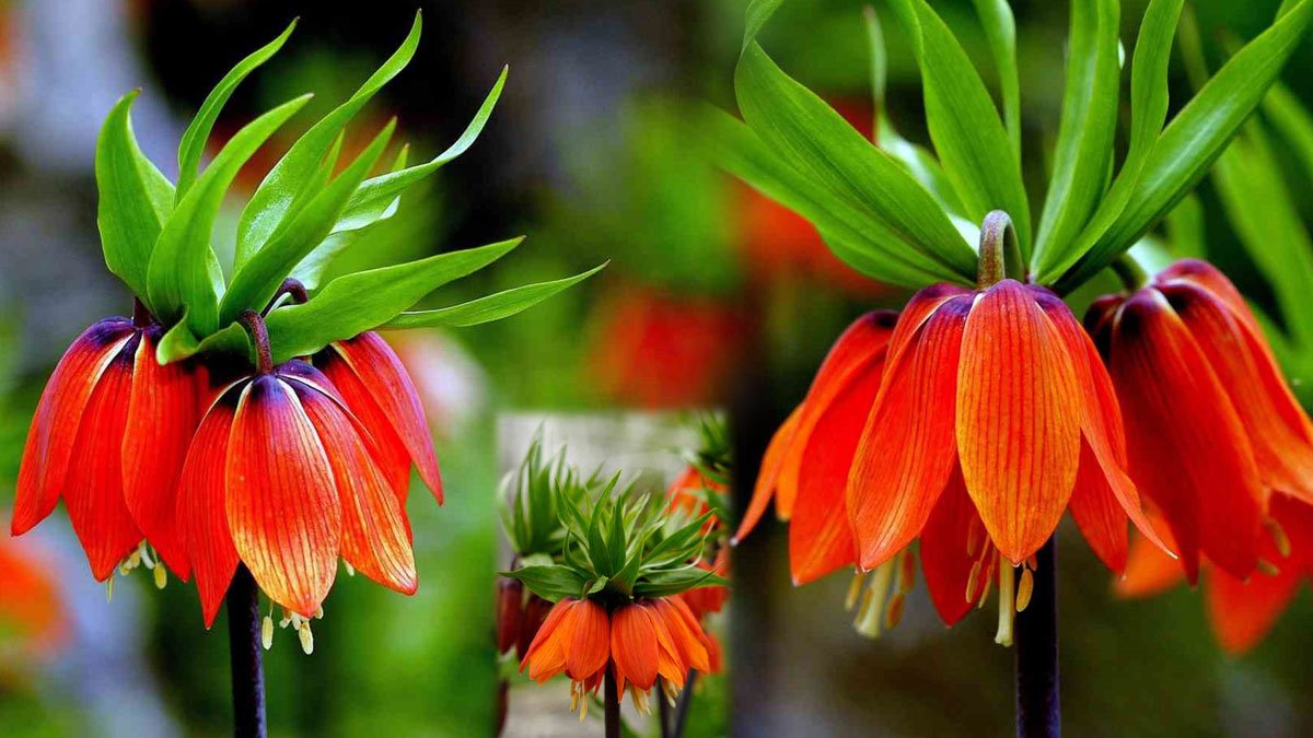 Karlar eridi, Kemaliye dağlarında ters laleler açtı