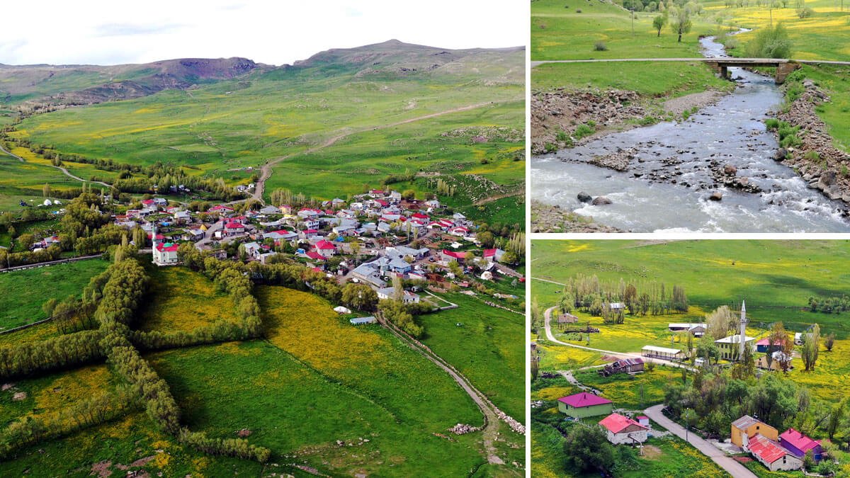Karların geç eridiği Ağrı köyleri sarı çiçeklerle kaplandı!...