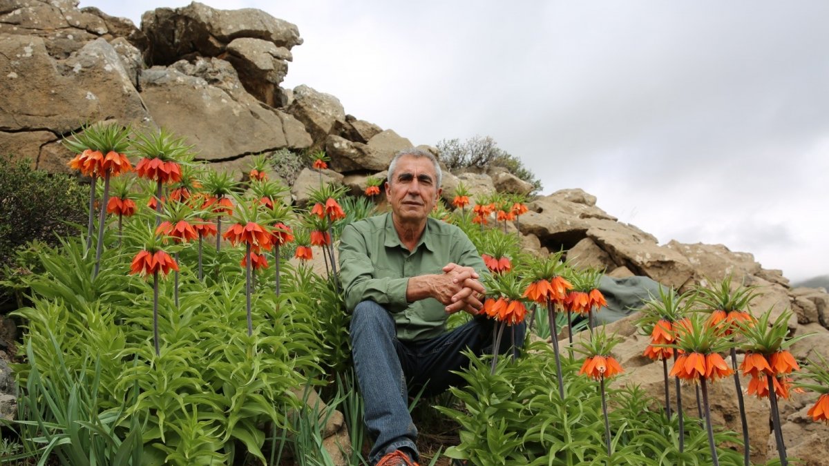 Karların yeni eridiği Tunceli dağları ters laleler ile renklendi