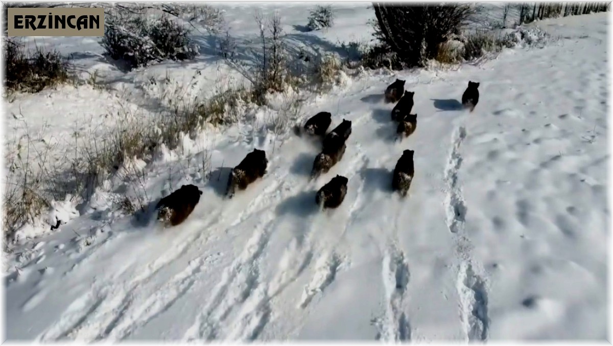 Karlı arazide ilerleyen domuz sürüsü havadan görüntülendi