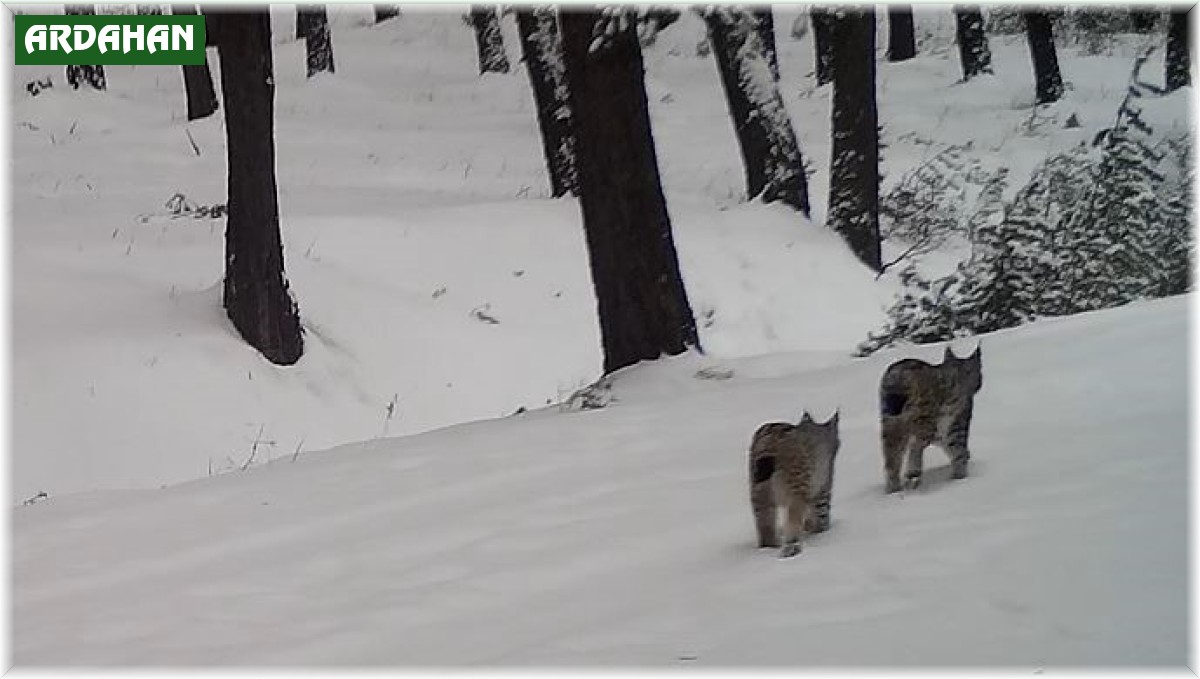 Karlı arazide nesli tehlikede olan 2 vaşak görüntülendi