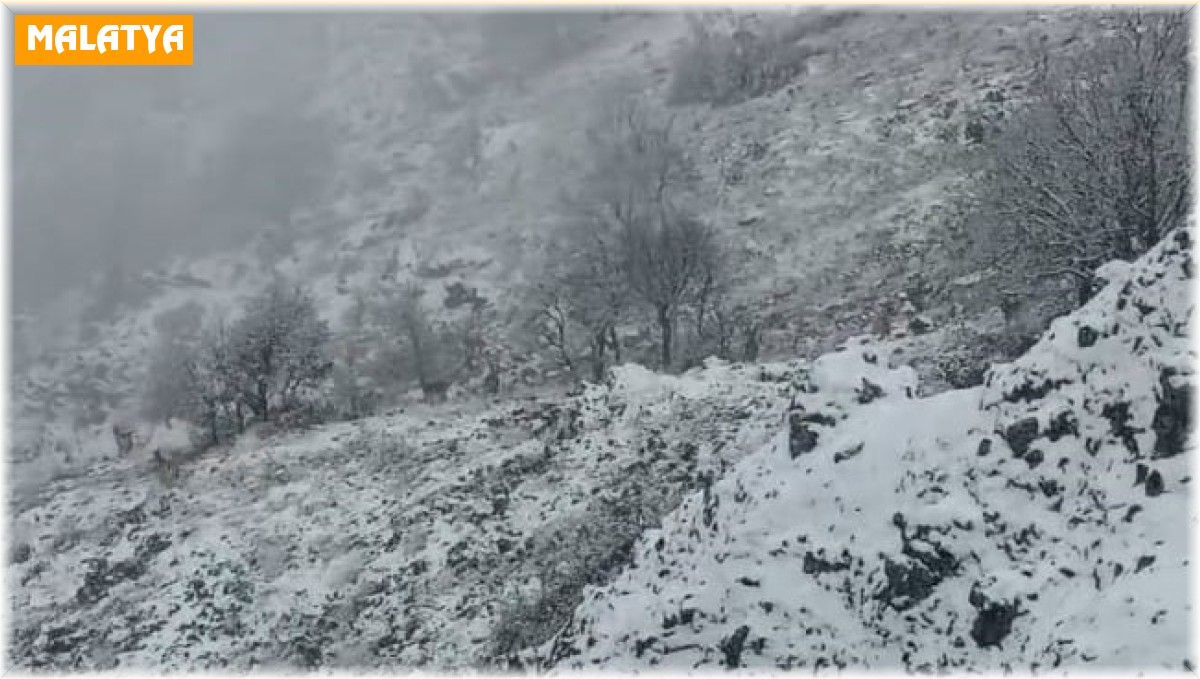 Karlı dağlarda yem arayan yaban keçileri görüntülendi