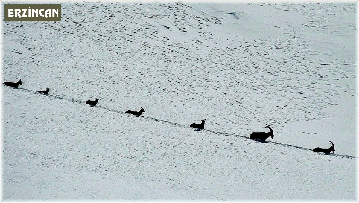 Karlı dağları aşarak göç yoluna koyulan şamua sürüsü görüntülendi